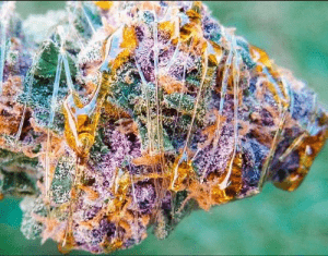 Buy Alaskan Thunder Fuck Cannabis Strain