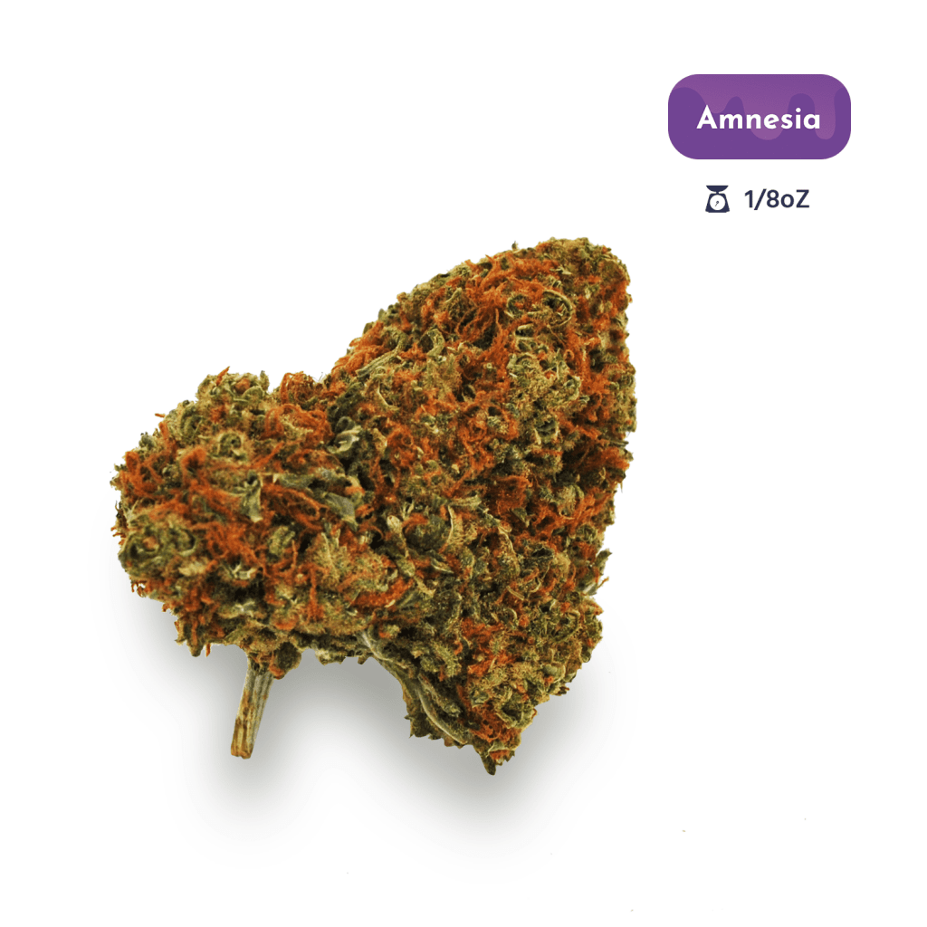 Amnesia Strain - Cannabis & Marijuana For Sale