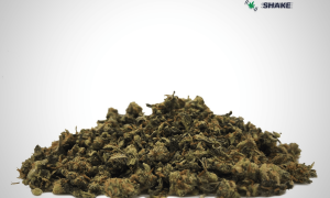 Gelato Shake1 300x180, Cannabis &amp; Marijuana for Sale