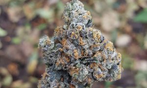 THC Crumble Gary Payton, Cannabis &amp; Marijuana for Sale