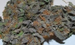 10 2, Cannabis &amp; Marijuana for Sale