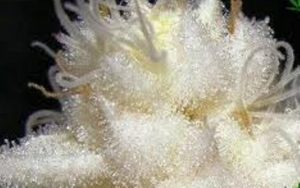 Albino Kush Cannabis Strain