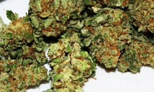 19 1 1, Cannabis &amp; Marijuana for Sale