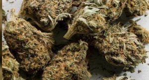 Buy Aceh Marijuana Strain UK