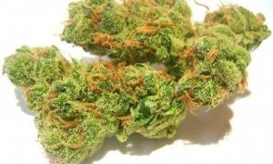 31, Cannabis &amp; Marijuana for Sale
