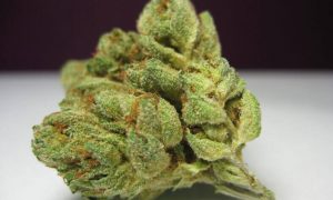6 2 1, Cannabis &amp; Marijuana for Sale