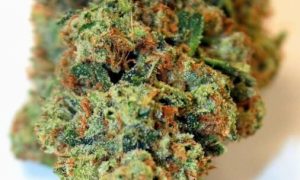 7 1, Cannabis &amp; Marijuana for Sale
