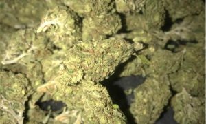 8 1 1, Cannabis &amp; Marijuana for Sale