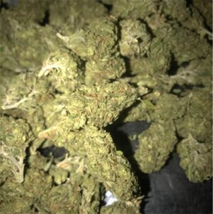 Magna Rosa Cannabis Strain