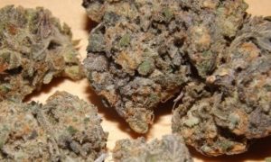 9, Cannabis &amp; Marijuana for Sale